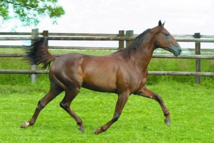 Les récents gagnants : de belles stats pour Jam Pridem !