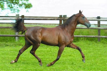 Les récents gagnants : de belles stats pour Jam Pridem !