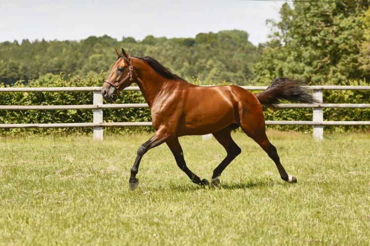 Haras de Sassy DIJON Trotteur Francais