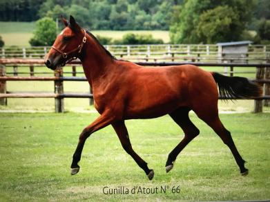 Bilan des ventes : Gunilla d'Atout, top price du Haras de Sassy