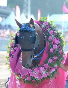Venez supporter TIMOKO à Elitloppet 2016