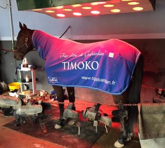 Timoko, en route vers une 6ème conquête de l'Ouest!