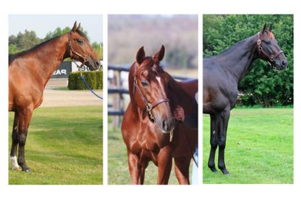 3 étalons proposés au Haras de Sassy au Grand Prix d'Amérique !