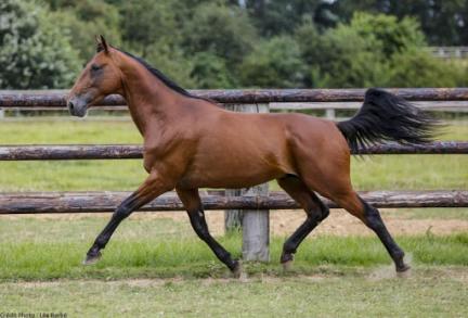 Les gagnants du Haras de Sassy du 05/04 au 11/04/2021