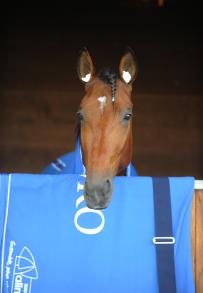 Les gagnants du Haras de Sassy du 16/08 au 06/09/2021 