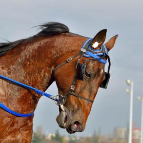 Les gagnants du Haras de Sassy du 26/04 au 02/05/2021