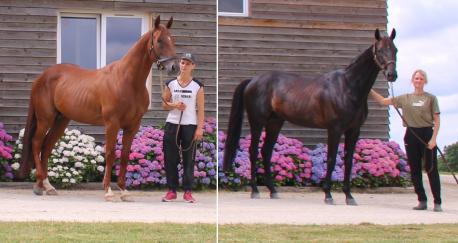 Une semaine de compétition, 16 gagnants issus d'étalons du Haras !