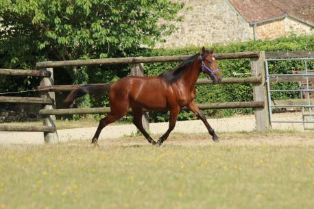Les Ventes de Yearlings 2016, le bilan
