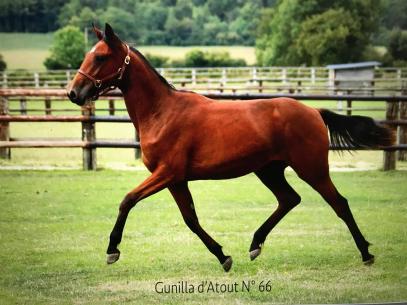 Bilan des ventes : Gunilla d'Atout, top price du Haras de Sassy