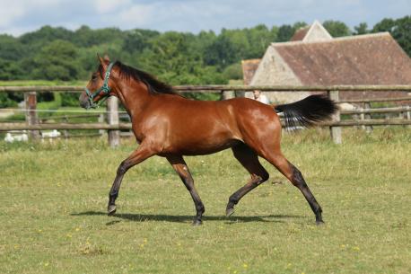 Les ventes de Yearlings... J-24 !