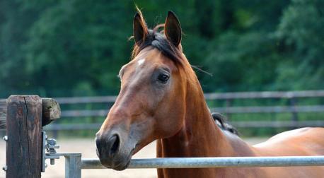 Les récents gagnants : on n'arrête plus les Timoko !