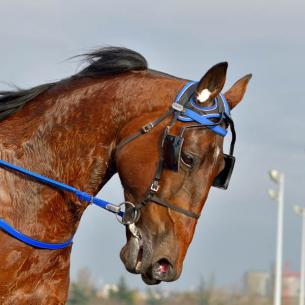 Les gagnants du Haras de Sassy du 26/04 au 02/05/2021