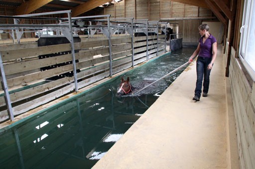 Balneotherapie equine