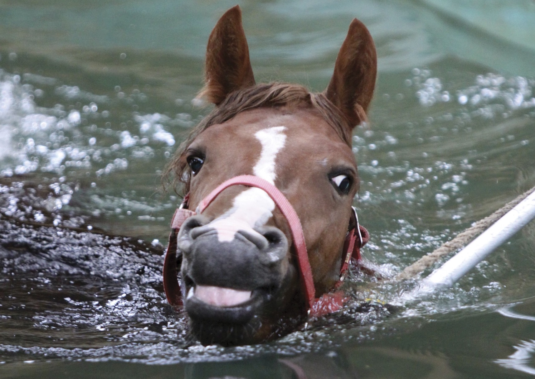 balneotherapie equine